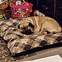 dog, pug, sleeping, dog_bed, plush, checkered_pattern, toy, laundry_basket, indoor, carpet, brown, beige, furniture, cozy, pet, resting, animal, cute, relaxed, home
