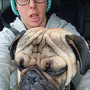 Cash joined the competition — help win amazing prizes! animal, black, brown, car, closeup, dog, expression, face, glasses, hat, hoodie, indoor, person, pet, portrait, pug, seatbelt, seating, window, wrinkles