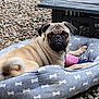 dog, pug, pet, animal, outdoor, bed, toy, pink, brown, fur, face, ears, eyes, tail, resting, relaxed, pebbles, bench, comfort, cute
