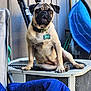 dog, pug, pet, animal, sitting, outdoor, air_conditioner, collar, tag, paw, face, ears, fur, expression, closeup, household, background, blue, chair, metal
