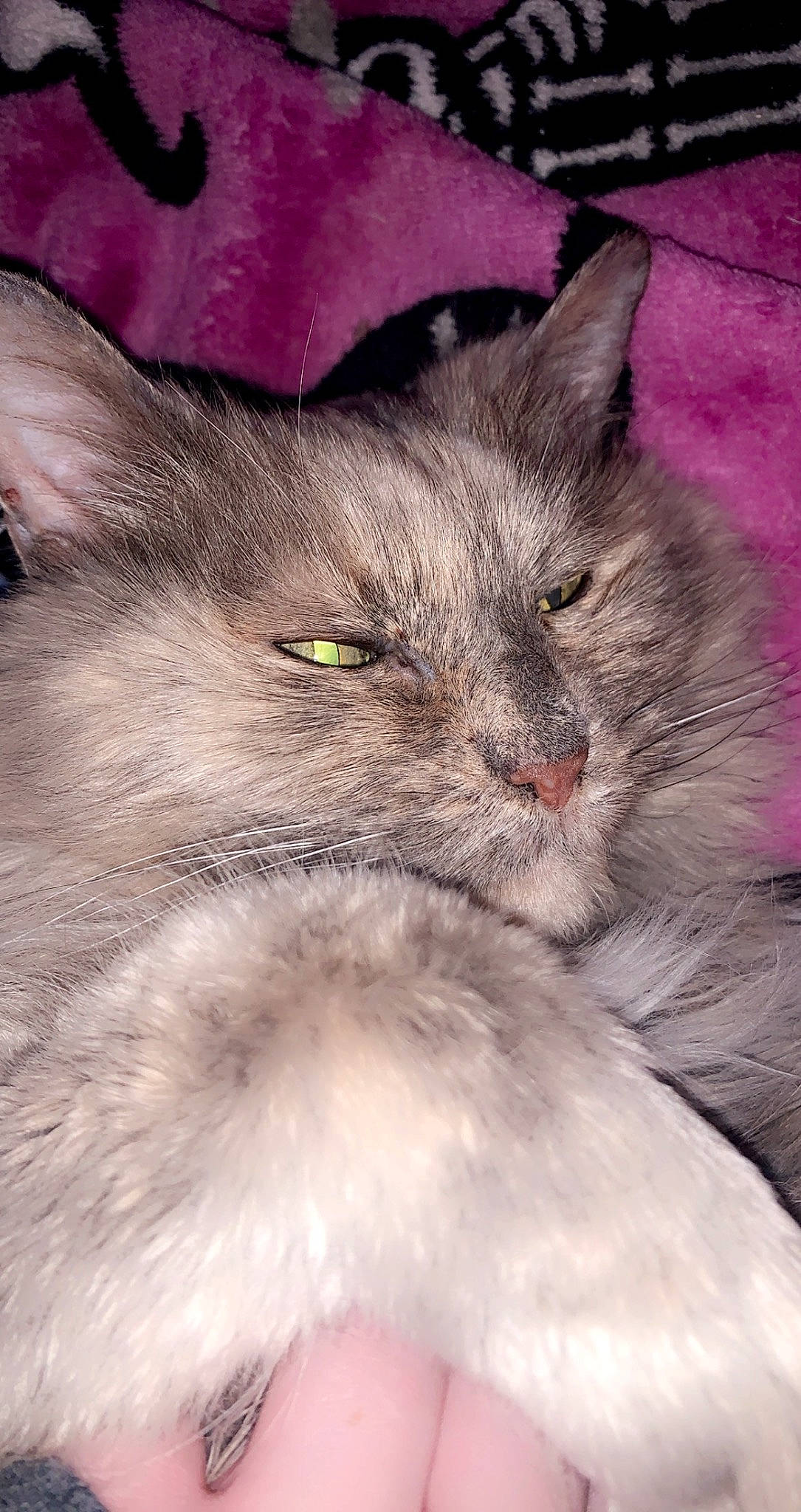 Gracie joined the competition — help win amazing prizes! carnivore, cat, claw, comfort, felidae, fur, iris, small_to_medium_sized_cats, snout, terrestrial_animal, whiskers