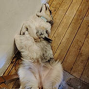 Abi a rejoint le concours — aidez-le/la à gagner de superbes lots ! dog, lying_down, fluffy, relaxed, wooden_floor, collar, indoor, paw, fur, tail, wall, sprawled, sleeping, pet, canine, domestic_animal, resting, flooring, house, comfort