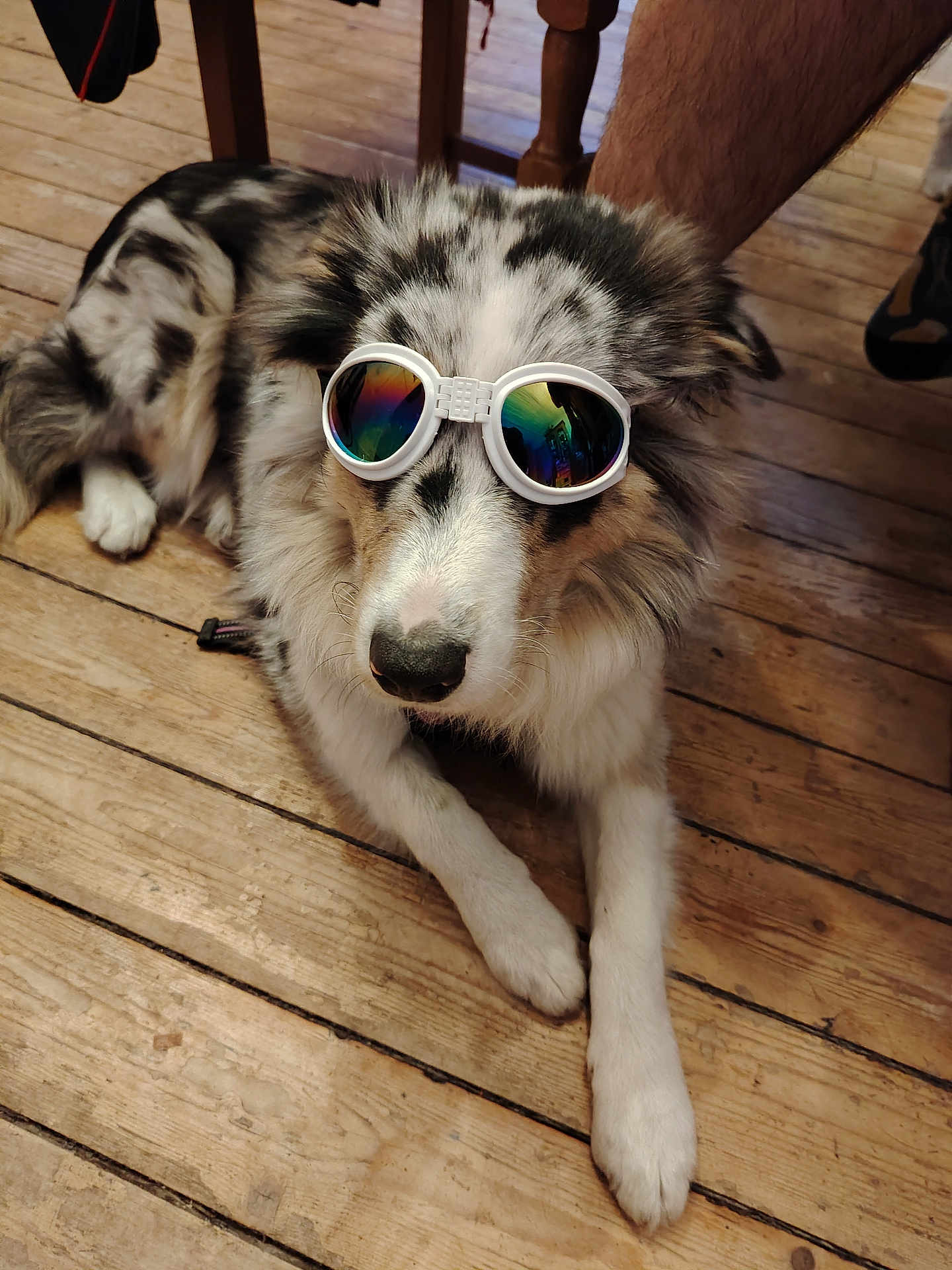 Abi a rejoint le concours — aidez-le/la à gagner de superbes lots ! dog, goggles, wooden_floor, indoor, pet, fur, white_paws, black_nose, relaxed, laying_down, household, reflection, accessory, animal, companion, cute, domestic, canine, colorful, fashion