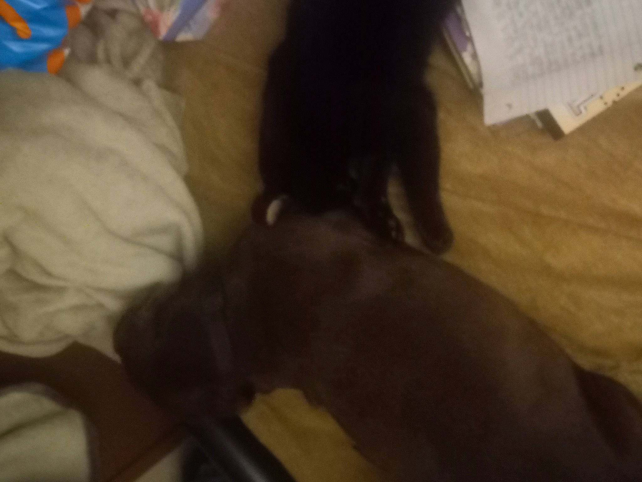 Coco is registered to the contest to win money with this photo: brown, canidae, carnivore, comfort, companion_dog, dog, dog_breed, flooring, fur, hardwood, liver, non_sporting_group, sporting_group, tail, wood, working_animal