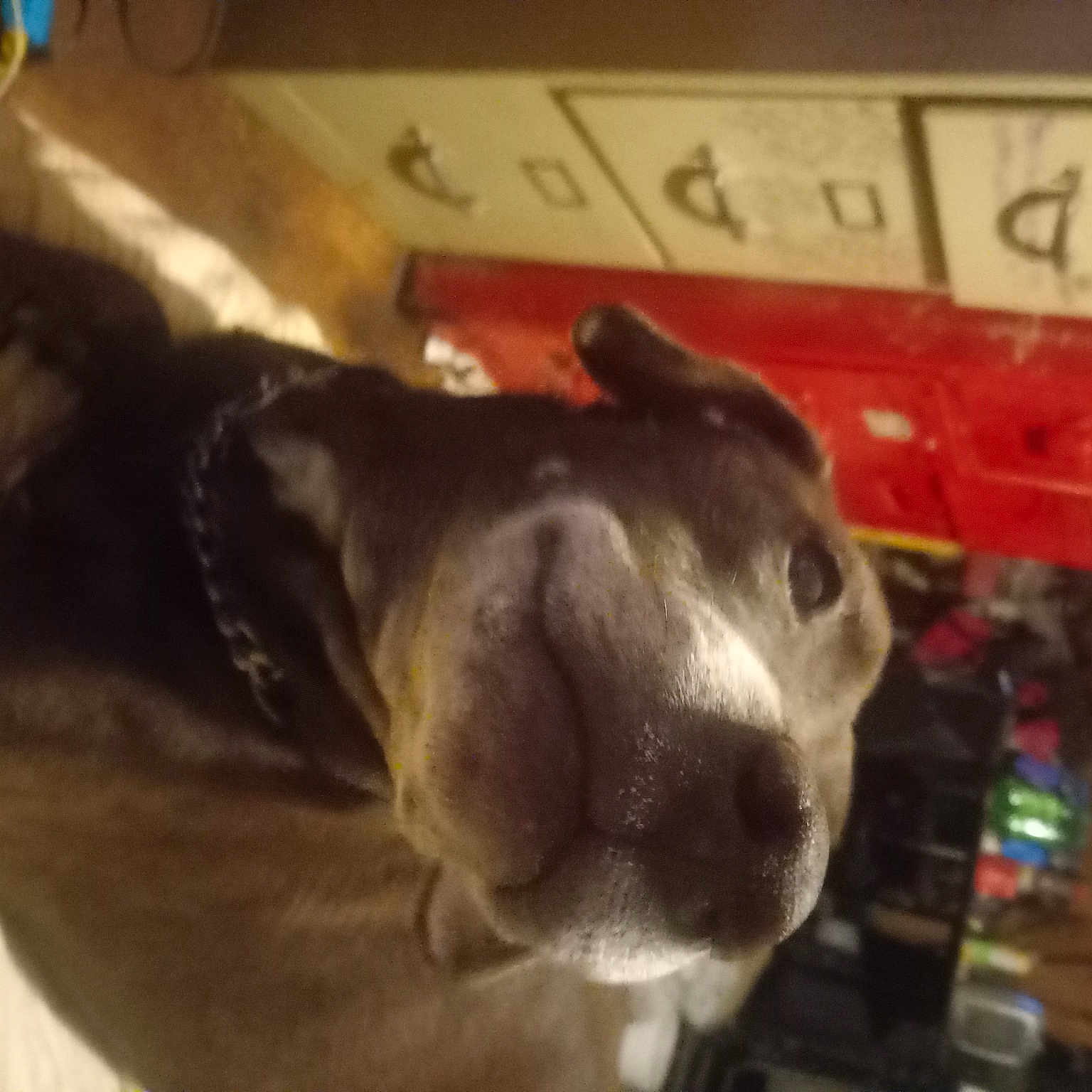 Coco joined the competition — help win amazing prizes! canidae, carnivore, collar, companion_dog, dog, dog_breed, ear, fawn, fur, jaw, non_sporting_group, pet_supply, snout, sporting_group, tail, terrestrial_animal, whiskers, wood, working_animal