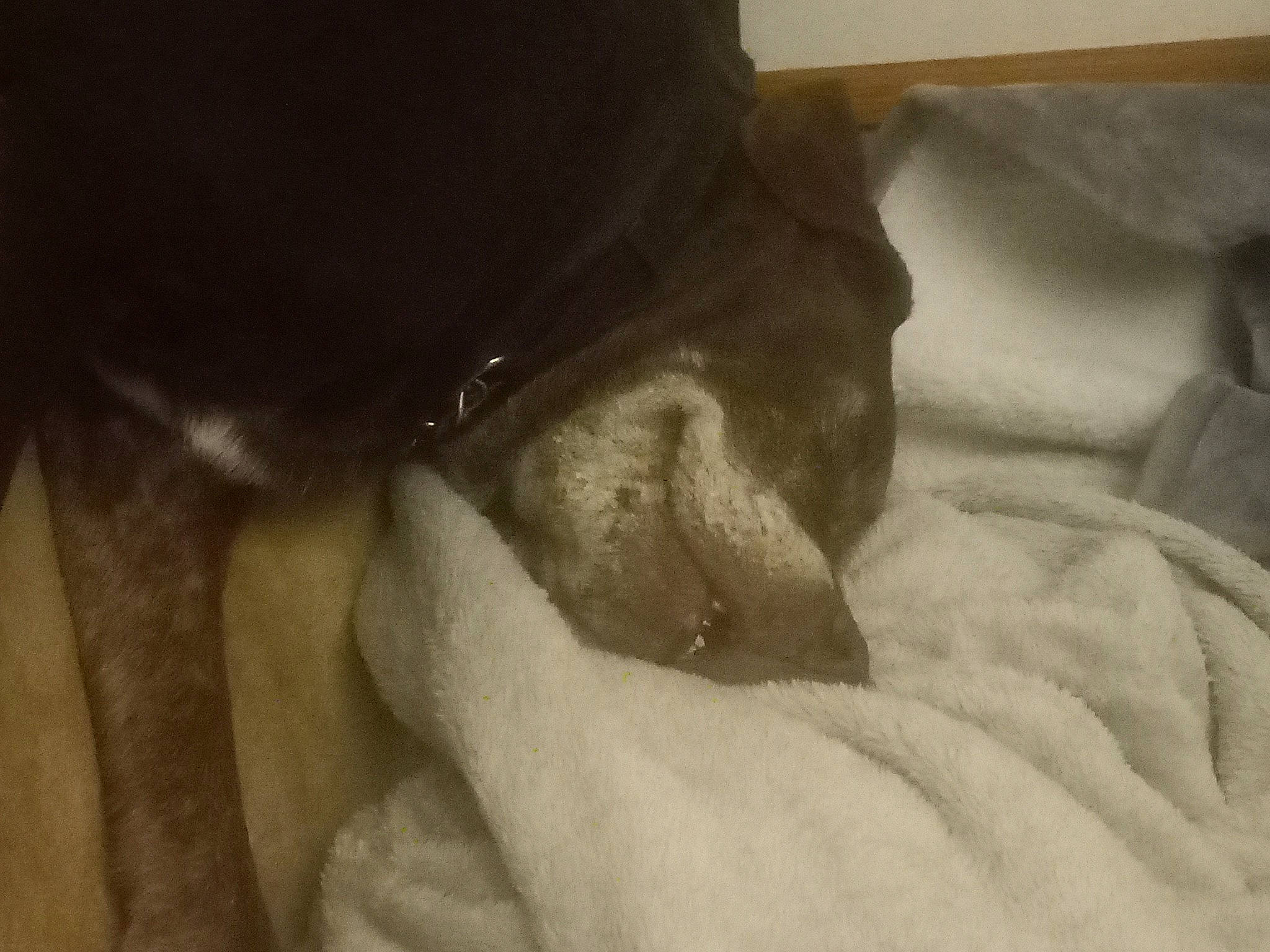 Coco is registered to the contest to win money with this photo: beard, canidae, carnivore, child, comfort, companion_dog, dog_breed, fawn, felidae, fur, gesture, human_leg, linens, room, small_to_medium_sized_cats, sporting_group, tail, tints_and_shades, whiskers, wood