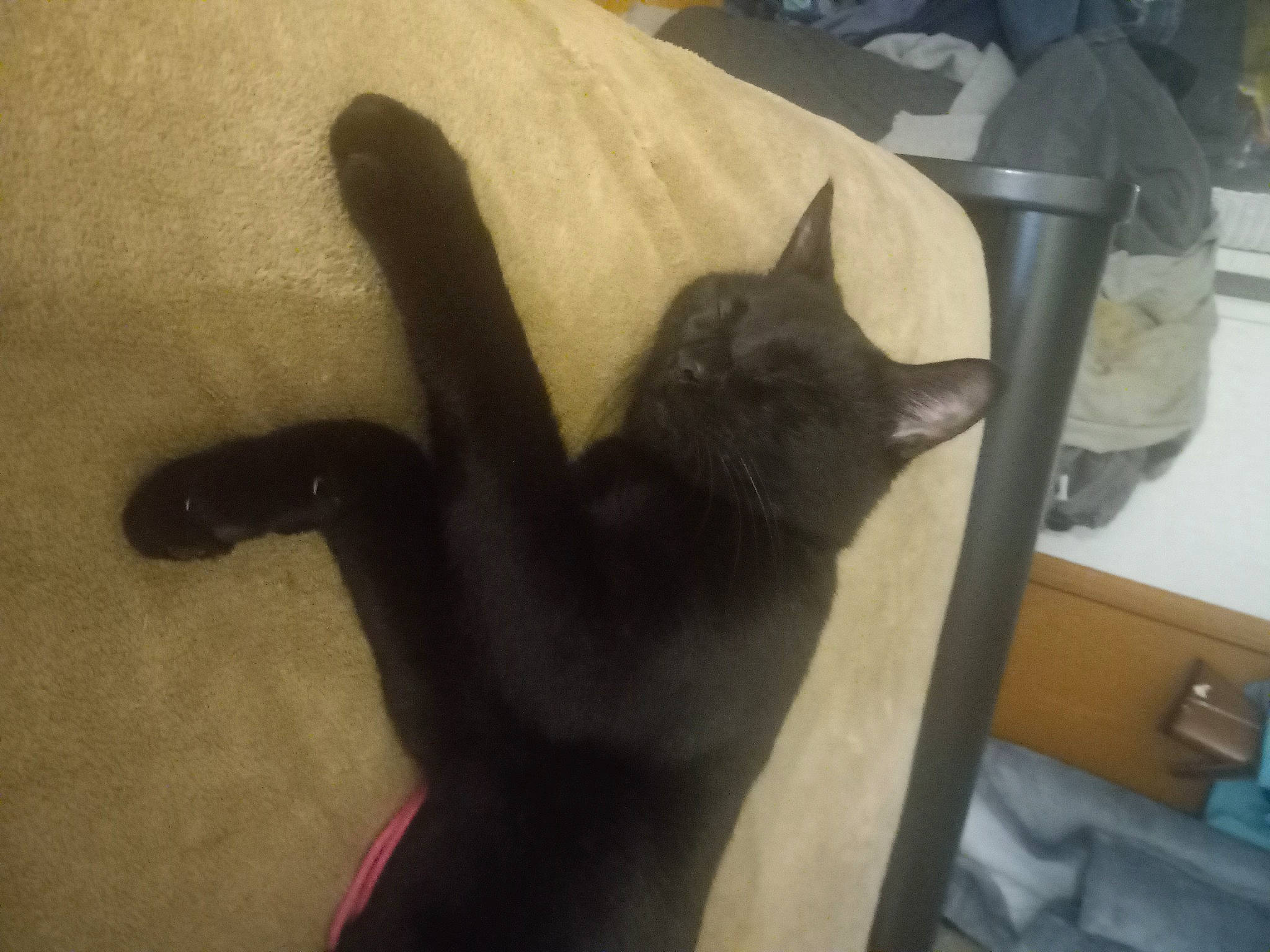 Kylo is registered to the contest to win money with this photo: black_cat, bombay, carnivore, cat, chair, comfort, domestic_short_haired_cat, felidae, flooring, fur, gesture, grey, hardwood, room, small_to_medium_sized_cats, tail, whiskers, wood