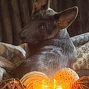 Zara is registered to the contest to win money with this photo: dog, pet, candle, decorative_balls, couch, cozy, indoor, curious, animal, warm_lighting, brown, soft_texture, relaxed, home_decor, furniture, comfort, alert_ears, portrait, resting, ambient_light