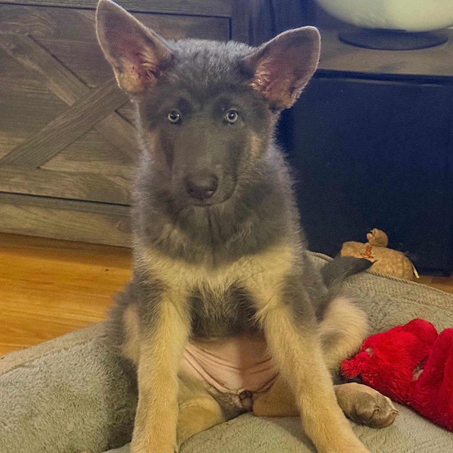 Zara is registered to the contest to win money with this photo: puppy, dog, german_shepherd, indoor, bed, toy, wooden_furniture, curious, pet, animal, cute, young, fur, ears, floor, cozy, playful, domestic, sitting, looking