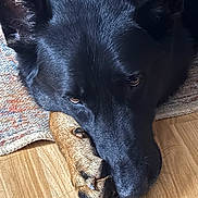 Bowie joined the competition — help win amazing prizes! dog, black_dog, paw, resting, close_up, wooden_floor, rug, pet, animal, fur, ears, nails, sleepy, indoors, portrait, companion, cute, domestic_animal, canine, relaxed