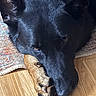 dog, black_dog, paw, resting, close_up, wooden_floor, rug, pet, animal, fur, ears, nails, sleepy, indoors, portrait, companion, cute, domestic_animal, canine, relaxed