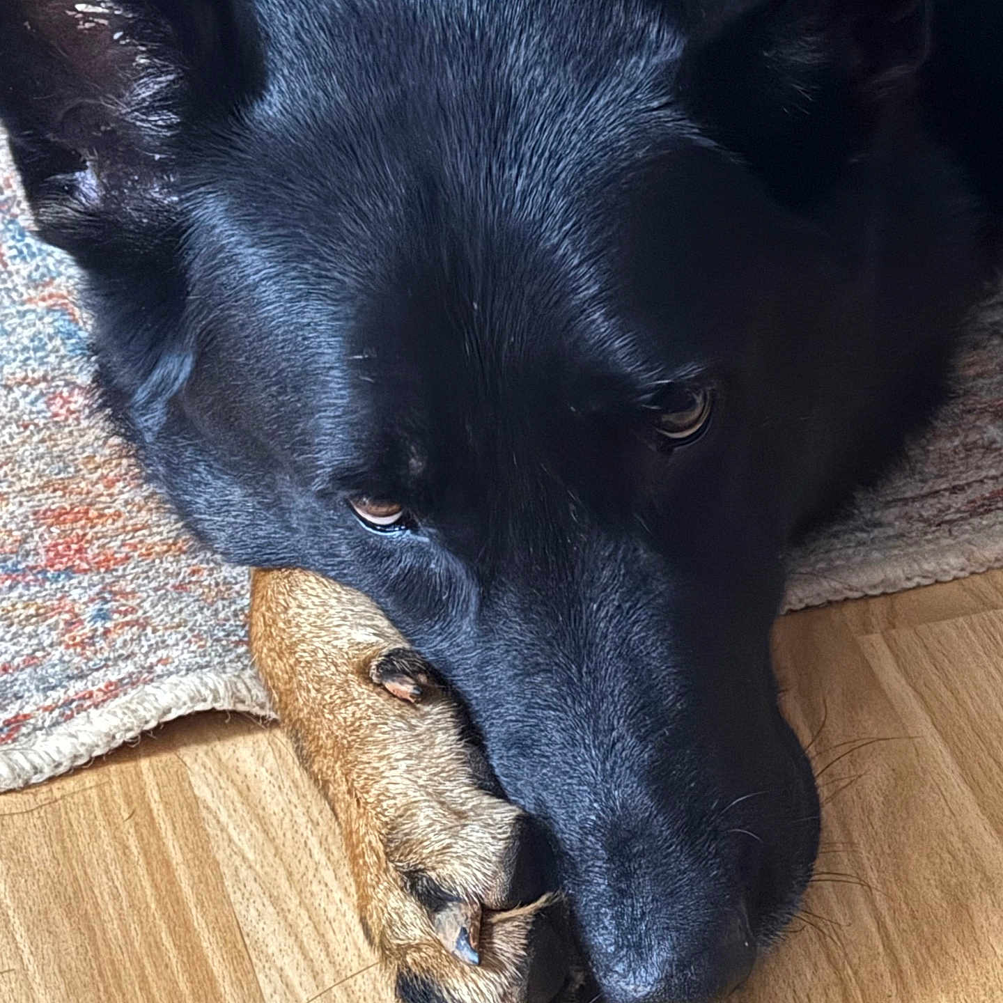 Bowie joined the competition — help win amazing prizes! dog, black_dog, paw, resting, close_up, wooden_floor, rug, pet, animal, fur, ears, nails, sleepy, indoors, portrait, companion, cute, domestic_animal, canine, relaxed