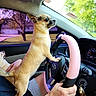 dog, chihuahua, car_interior, steering_wheel, hand, person, window, trees, suburban, daylight, seat, dashboard, keys, pink_steering_wheel_cover, pet, animal, side_view, cute, small_dog, inside_car