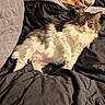 Fluffernutter is registered to the contest to win money with this photo: animal, bed, blanket, cat, comfort, cozy, cute, domestic, feline, fluffy, fur, indoor, laying, mammal, pet, pillow, relaxed, resting, sleepy, whiskers