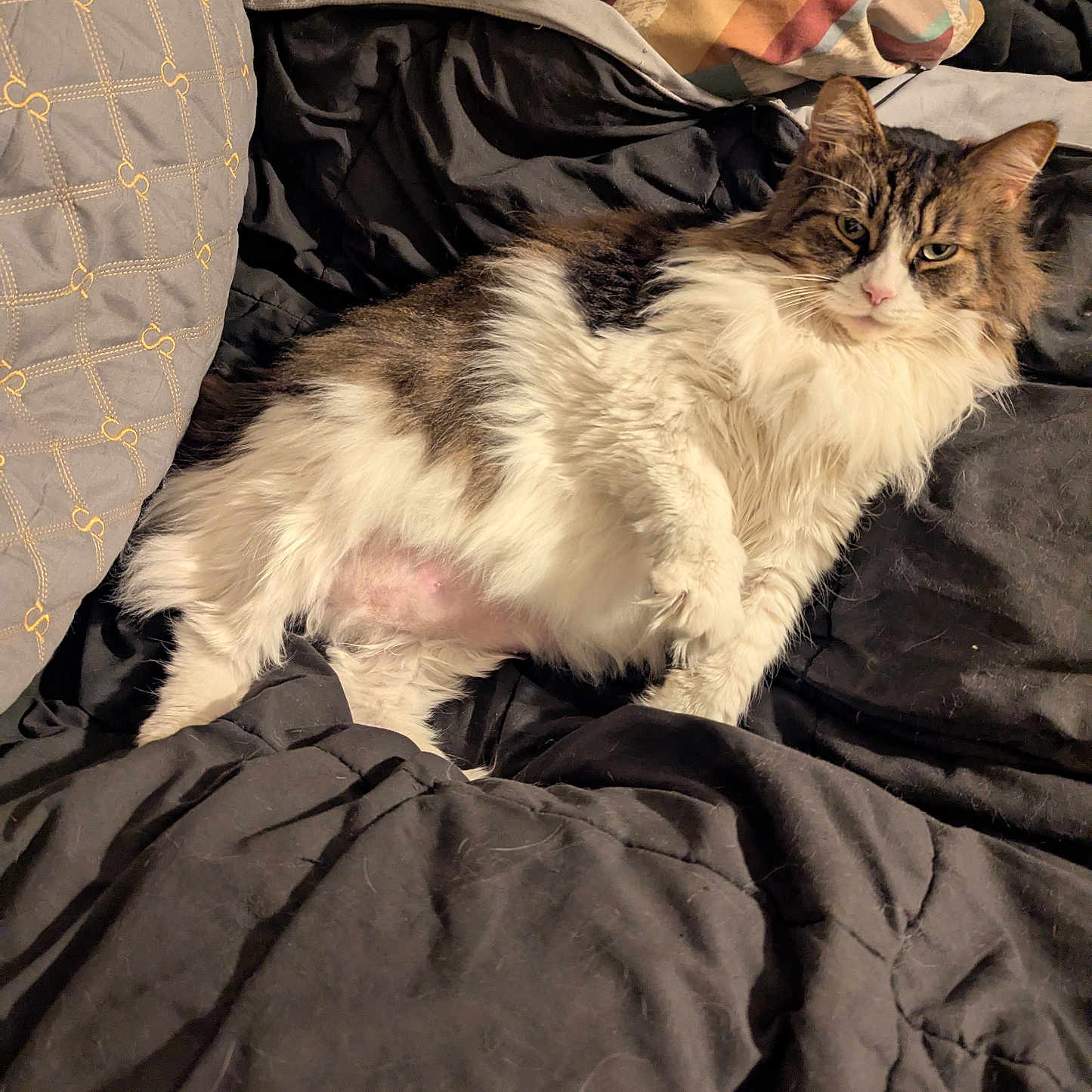 Fluffernutter