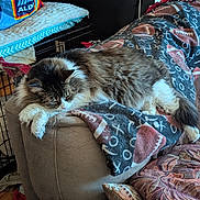 Fluffernutter joined the competition — help win amazing prizes! animal, blanket, brown, cat, couch, cozy, crate, feline, fluffy, furniture, home, indoor, living_room, pattern, pet, pillow, relaxed, resting, sleeping, white