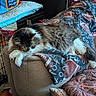 animal, blanket, brown, cat, couch, cozy, crate, feline, fluffy, furniture, home, indoor, living_room, pattern, pet, pillow, relaxed, resting, sleeping, white