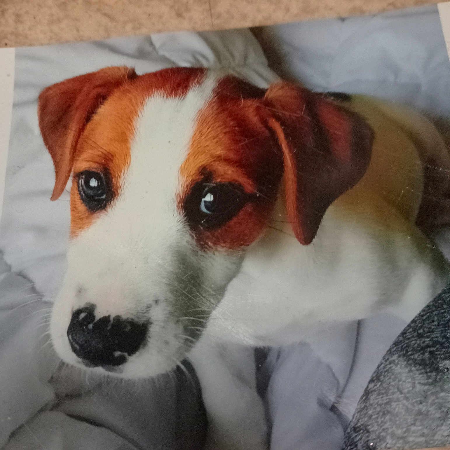 Balto a rejoint le concours — aidez-le/la à gagner de superbes lots ! canidae, carnivore, collar, companion_dog, dog, dog_breed, dog_supply, fawn, fur, hunting_dog, irishjacks, non_sporting_group, pet_supply, sporting_group, whiskers, working_animal