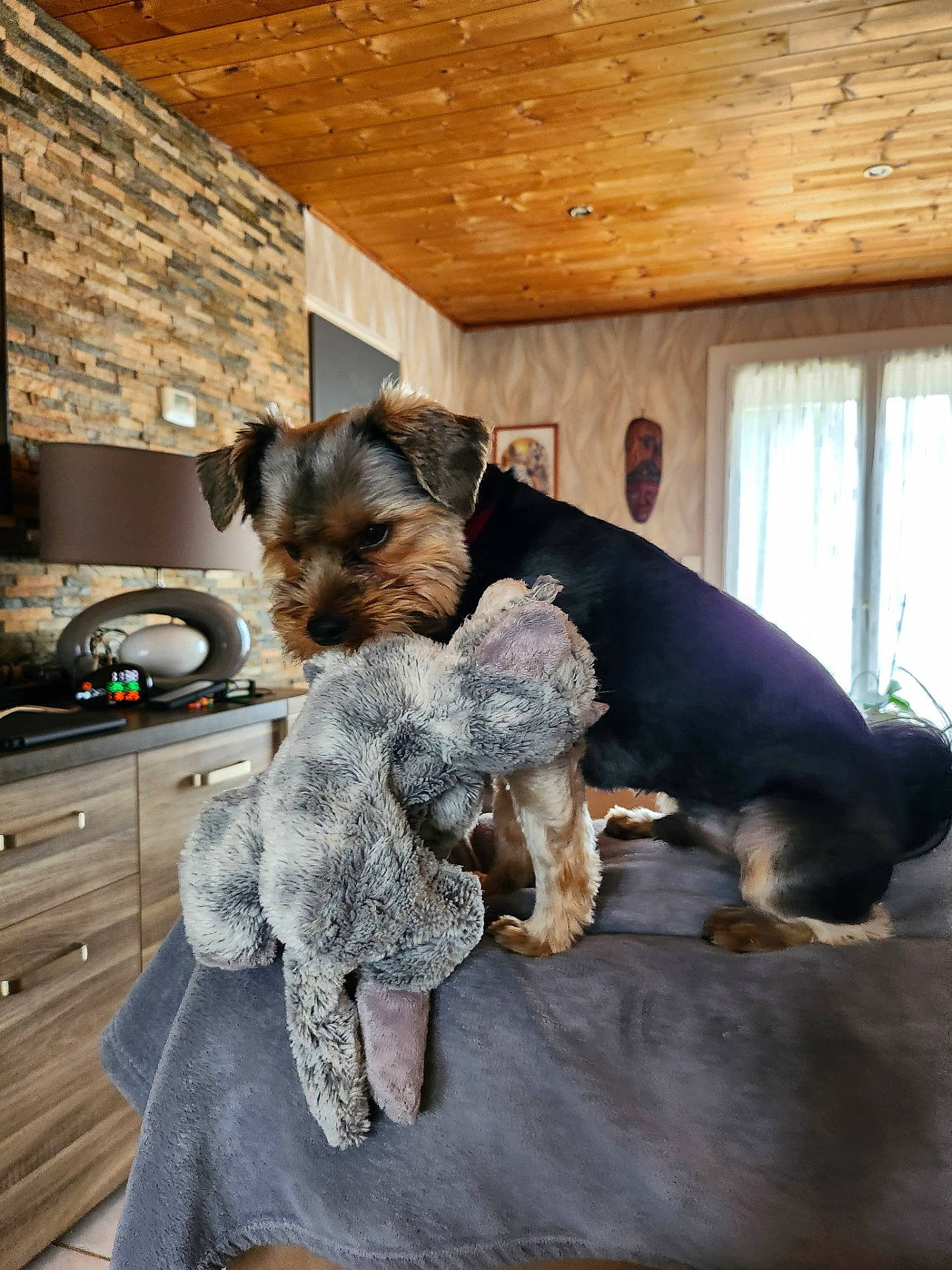 Aka a rejoint le concours — aidez-le/la à gagner de superbes lots ! animal, blanket, couch, cozy, curtains, cute, dog, elephant, furniture, home, indoor, lamp, living_room, pet, small_dog, stone_wall, stuffed_toy, toy, window, wooden_ceiling