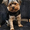 animal_photography, beard, black_fur, brown_fur, canine, chair, cute, dark_background, dog, facial_expression, floppy_ears, furniture, indoors, pet, portrait, puppy, scruffy_fur, sitting, small_dog, white_fur
