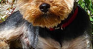 Aka a rejoint le concours — aidez-le/la à gagner de superbes lots ! animal, closeup, collar, cute, daylight, dog, fluffy, fur, garden, laying_down, nature, outdoor, pebbles, pet, plants, portrait, relaxed, small_dog, stone_wall, sunlight