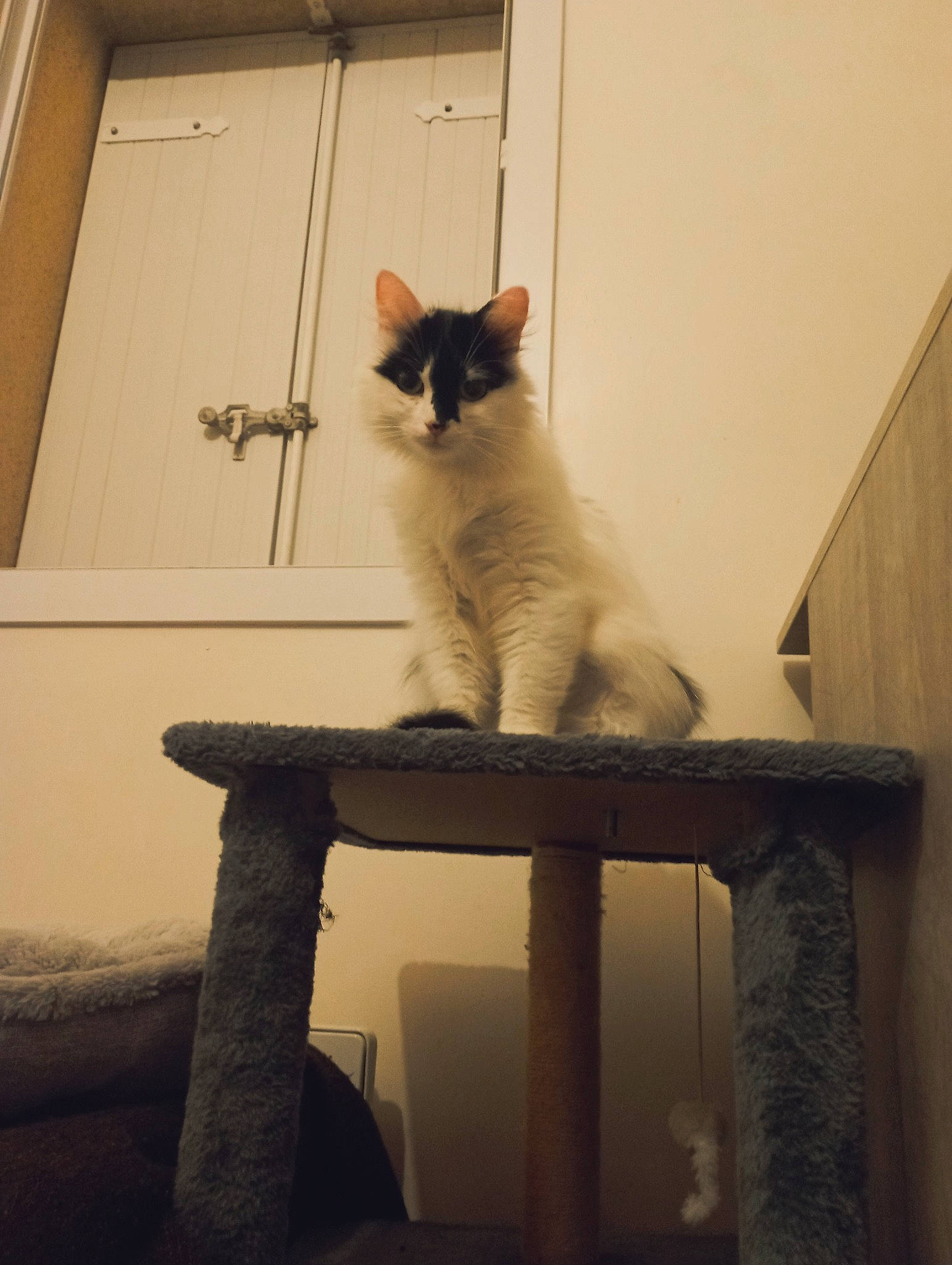 Astra a rejoint le concours — aidez-le/la à gagner de superbes lots ! carnivore, cat, cat_supply, domestic_short_haired_cat, fawn, felidae, fur, paw, pet_supply, room, sitting, small_to_medium_sized_cats, snout, stairs, tail, tints_and_shades, whiskers, window, wood