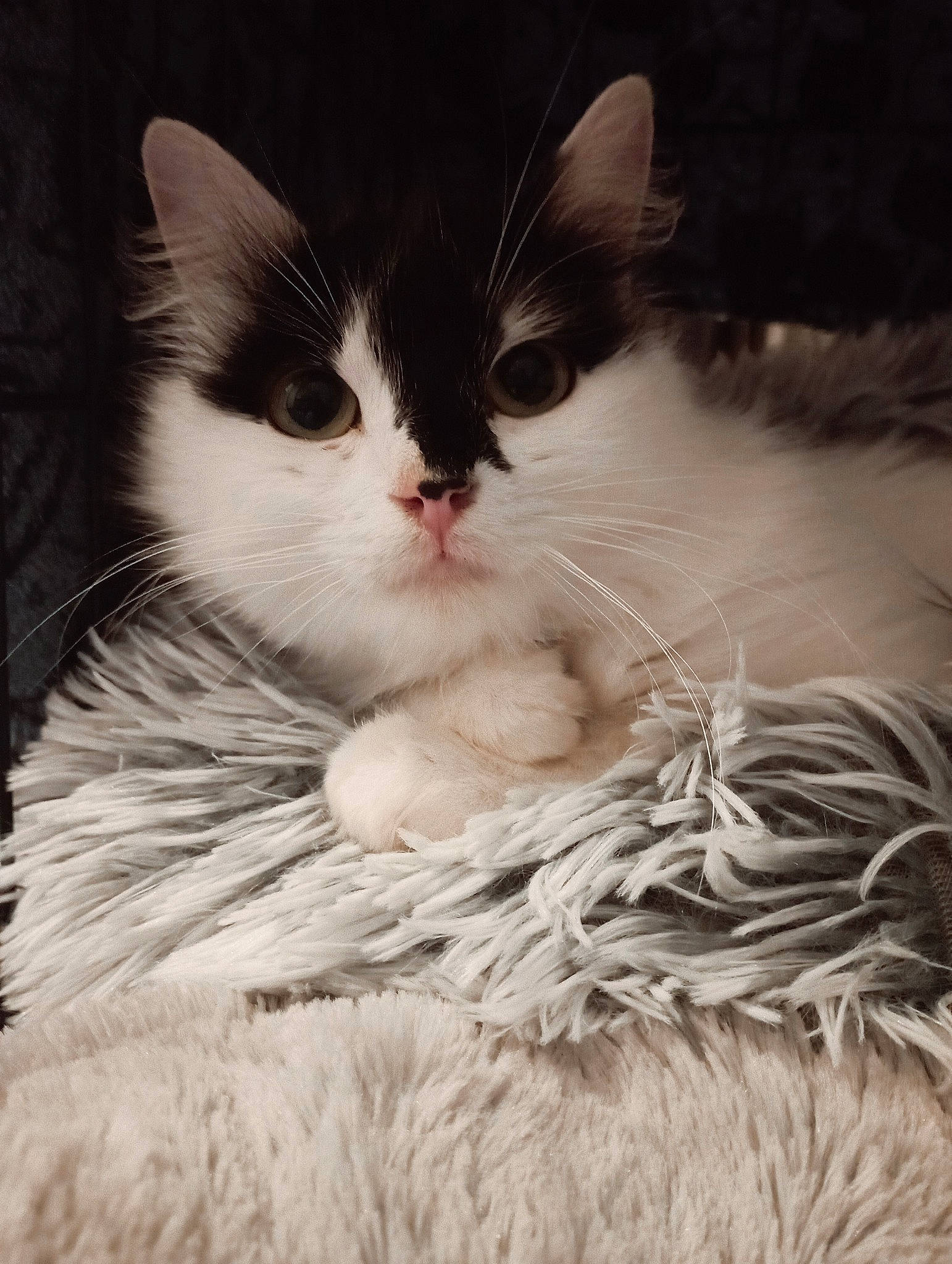 Astra participe au concours pour gagner de l'argent avec cette photo : carnivore, cat, close_up, comfort, domestic_short_haired_cat, felidae, fur, monochrome_photography, paw, small_to_medium_sized_cats, snout, whiskers