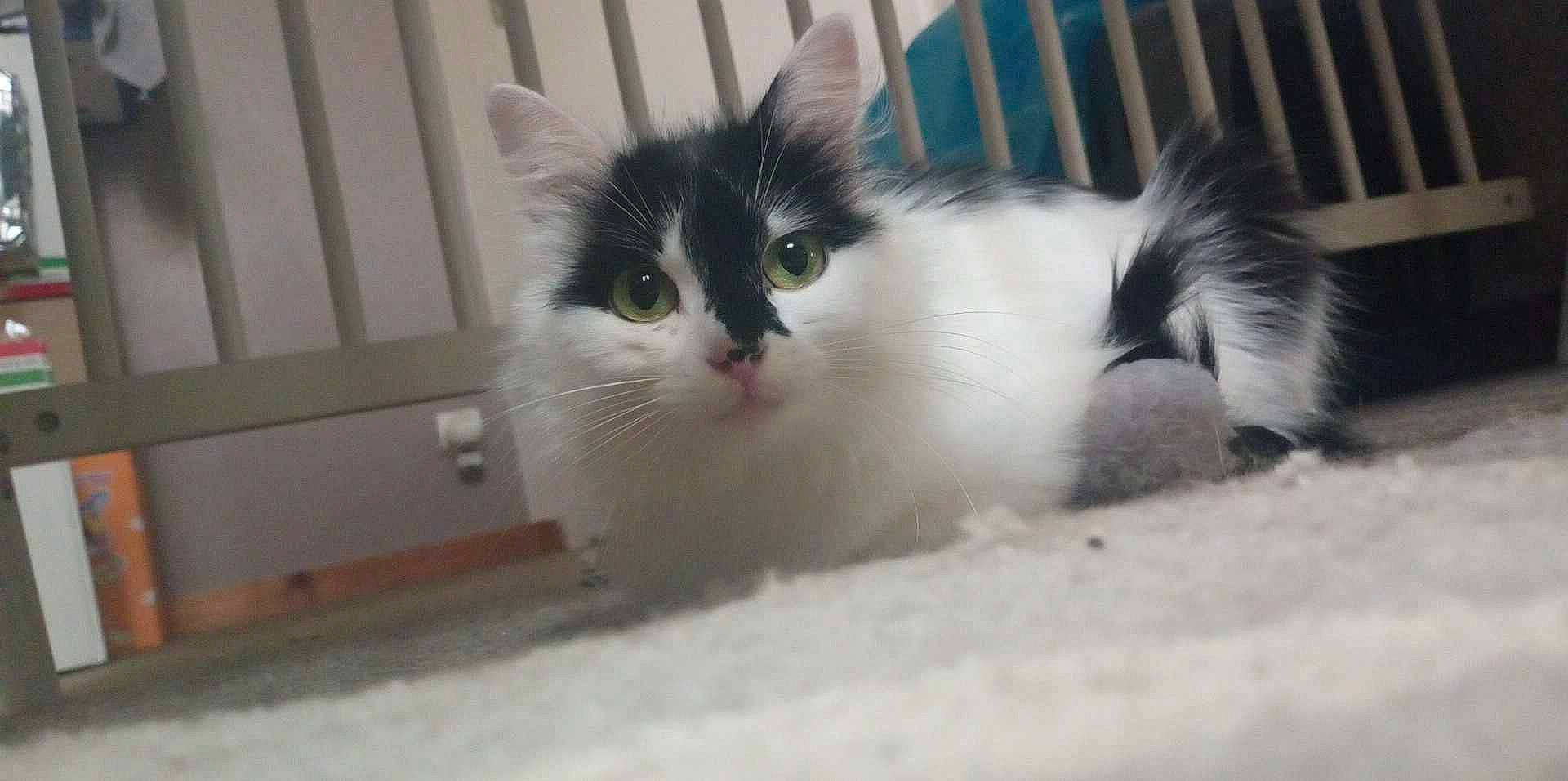 Astra participe au concours pour gagner de l'argent avec cette photo : animal_shelter, carnivore, cat, claw, domestic_short_haired_cat, felidae, flooring, fur, paw, pet_supply, small_to_medium_sized_cats, snout, tail, whiskers