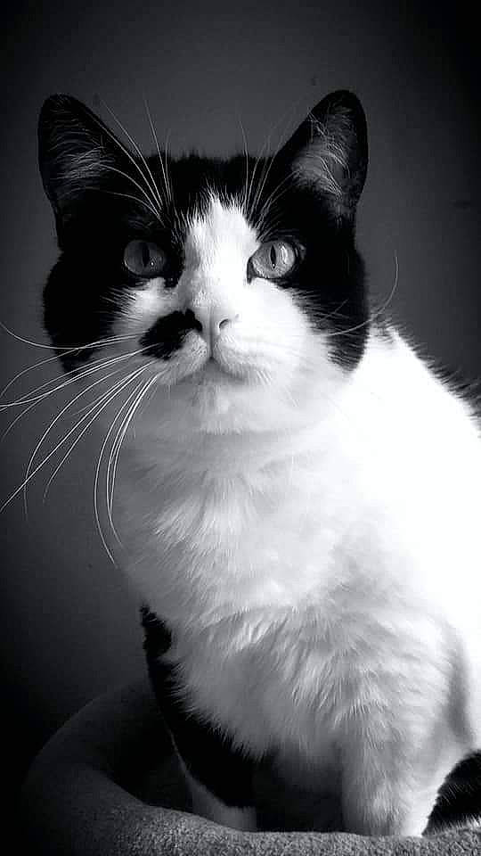 Cesar a rejoint le concours — aidez-le/la à gagner de superbes lots ! carnivore, cat, darkness, domestic_short_haired_cat, eye, felidae, flash_photography, fur, monochrome, monochrome_photography, sitting, small_to_medium_sized_cats, snout, style, tail, whiskers