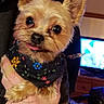 dog, small_dog, pet, animal, cute, bandana, floral_pattern, indoor, person_holding, hand, face, ears, tongue, fur, living_room, television, furniture, blanket, cozy, closeup