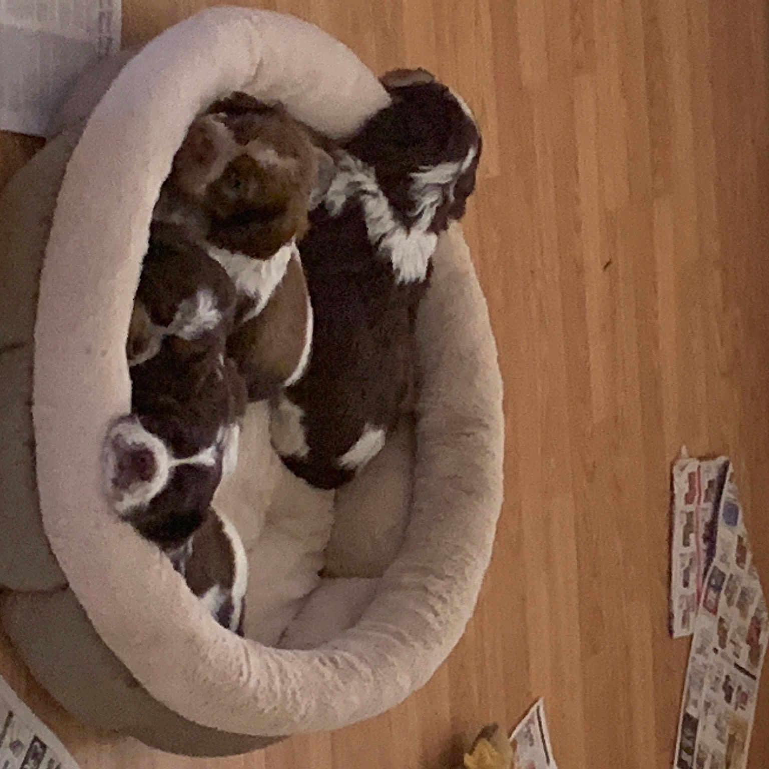 Puppies is registered to the contest to win money with this photo: art, carnivore, cat_bed, comfort, felidae, fur, hardwood, natural_material, pet_supply, room, sculpture, snake, snout, sporting_group, tail, terrestrial_animal, wood