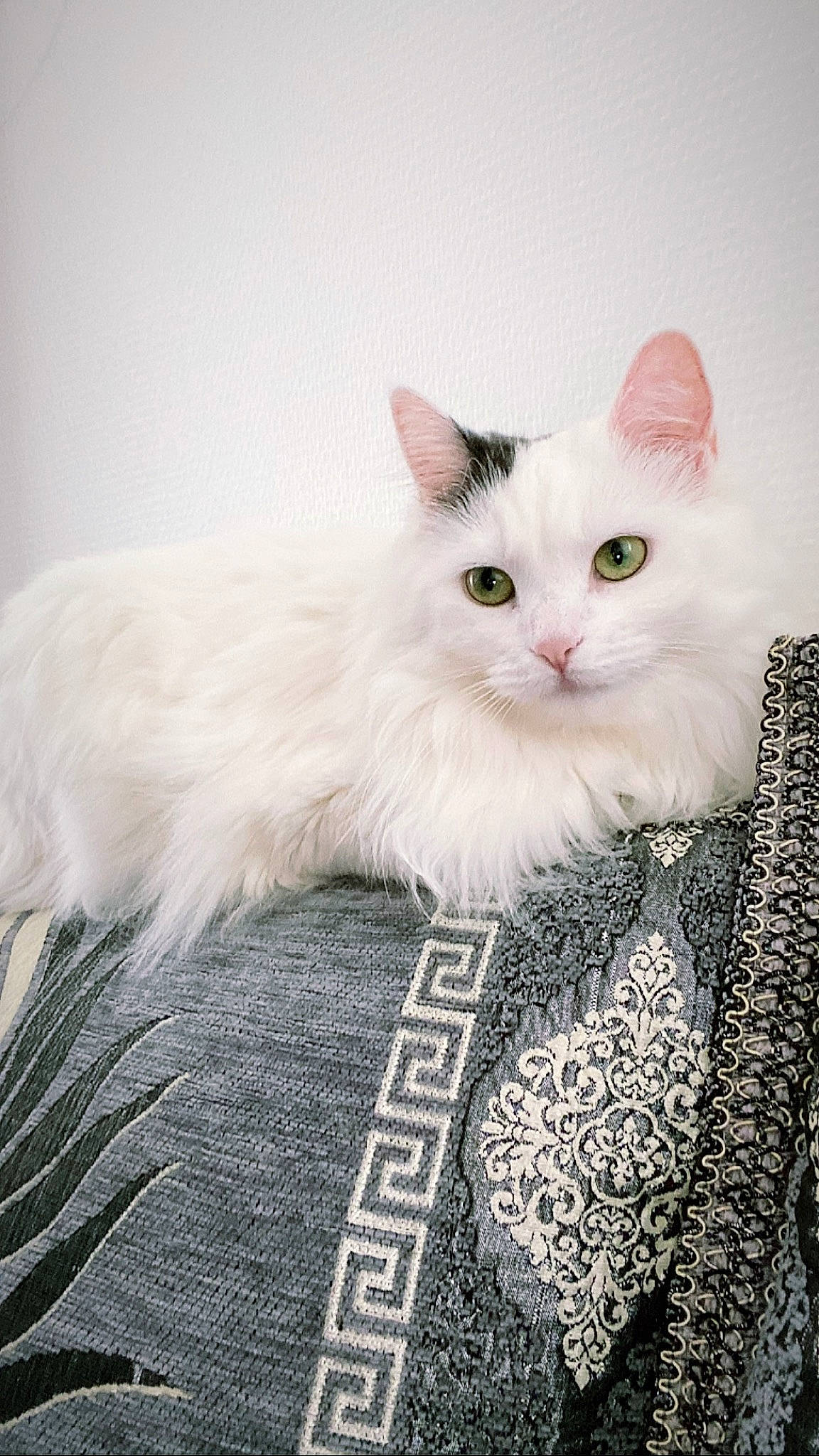 Blanche a rejoint le concours — aidez-le/la à gagner de superbes lots ! british_longhair, carnivore, cat, felidae, fur, paw, ragdoll, small_to_medium_sized_cats, snout, tail, whiskers