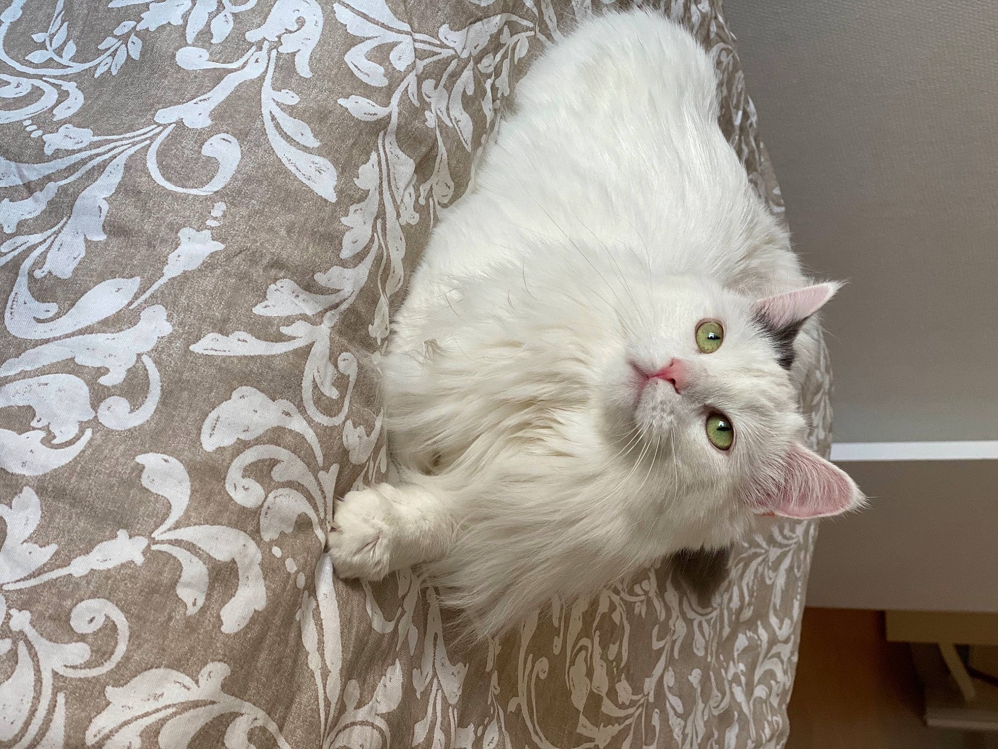 Blanche participe au concours pour gagner de l'argent avec cette photo : british_longhair, carnivore, cat, claw, comfort, fawn, felidae, fur, pattern, paw, persian, small_to_medium_sized_cats, snout, tail, terrestrial_animal, whiskers
