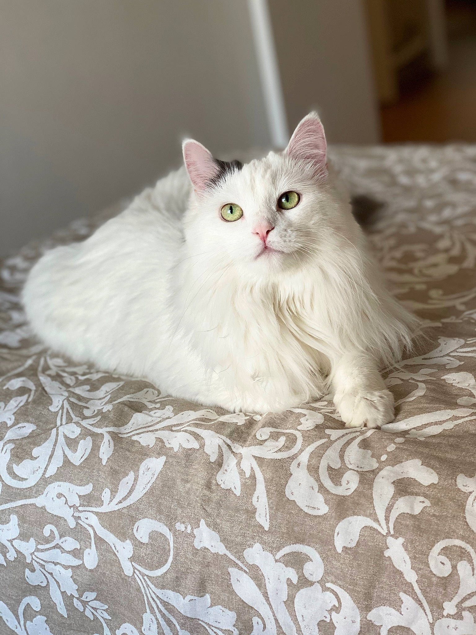Blanche a rejoint le concours — aidez-le/la à gagner de superbes lots ! british_longhair, carnivore, cat, cat_supply, claw, comfort, felidae, flooring, fur, grey, hardwood, paw, sitting, small_to_medium_sized_cats, snout, tail, terrestrial_animal, whiskers