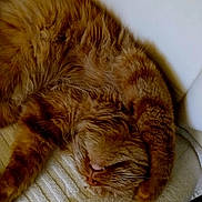 Skynyrd is registered to the contest to win money with this photo: animal, cat, closeup, cozy, curled_up, cushion, cute, domestic_cat, feline, fluffy, fur, ginger_cat, indoor, mammal, paw, pet, relaxed, resting, sleeping, whiskers