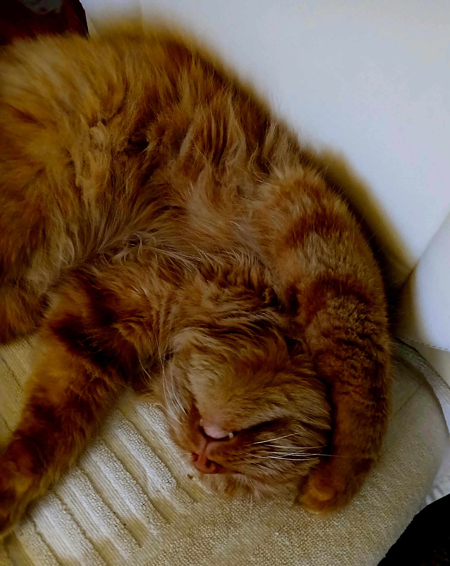Skynyrd is registered to the contest to win money with this photo: animal, cat, closeup, cozy, curled_up, cushion, cute, domestic_cat, feline, fluffy, fur, ginger_cat, indoor, mammal, paw, pet, relaxed, resting, sleeping, whiskers
