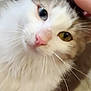 cat, fluffy, heterochromia, pet, hand, white_fur, brown_fur, pink_nose, whiskers, floor_tiles, closeup, domestic_cat, cute, feline, animal, indoor, portrait, looking_up, calm, gentle