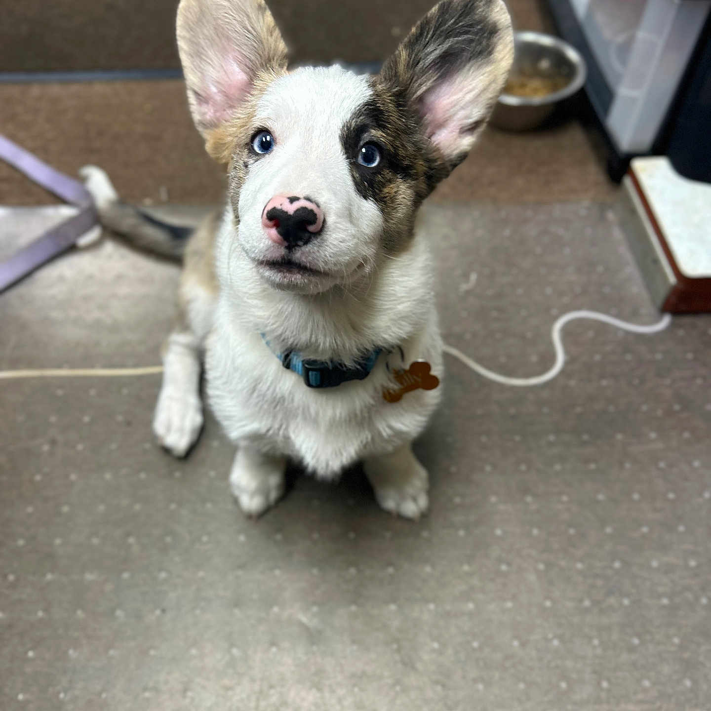 Sully joined the competition — help win amazing prizes! accessories, animal, ball, canine, cat, cockerspaniel, dog, eskimodog, husky, kitten, leash, pet, puppy, snout, sport, strap, tennis, tennisball, whitedog, wood