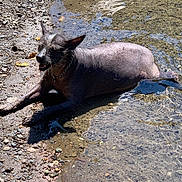Lucy Lou is registered to the contest to win money with this photo: dog, water, puddle, rocky_surface, outdoor, sunlight, animal, pet, hairless, relaxed, lying_down, nature, daylight, canine, tongue, collar, smiling, shallow_water, wet, scruffy