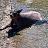dog, water, puddle, rocky_surface, outdoor, sunlight, animal, pet, hairless, relaxed, lying_down, nature, daylight, canine, tongue, collar, smiling, shallow_water, wet, scruffy