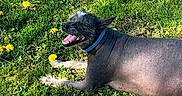 Lucy Lou joined the competition — help win amazing prizes! dog, grass, dandelion, flower, sunlight, outdoor, happy, pet, collar, nature, greenery, summer, animal, relaxing, mammal, canine, tongue, lying_down, daylight, shadows