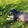 dog, grass, dandelion, flower, sunlight, outdoor, happy, pet, collar, nature, greenery, summer, animal, relaxing, mammal, canine, tongue, lying_down, daylight, shadows