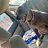 Lucy Lou is registered to the contest to win money with this photo: dog, car, backseat, sunlight, collar, pet_supplies, blanket, window, seat, interior, animal, furry, happy, tongue_out, canine, domestic_animal, transportation, seat_belt, leash, resting