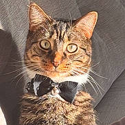 Luca is registered to the contest to win money with this photo: animal, bow_tie, cat, close_up, couch, cozy, cute, domestic_animal, ears, feline, fur, gray, indoor, looking_at_camera, pet, portrait, relaxed, sunlight, tabby, whiskers