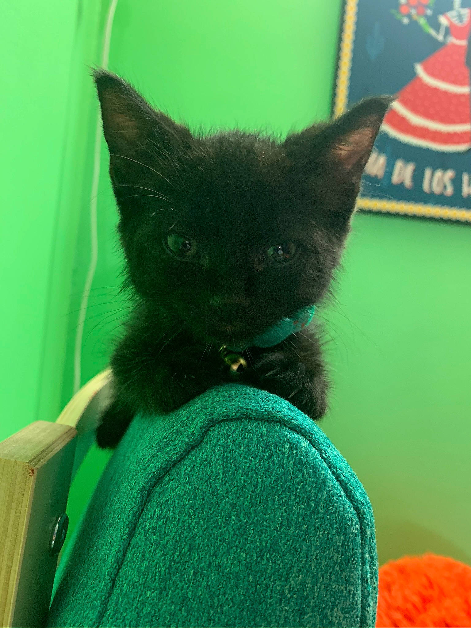 Gómez is registered to the contest to win money with this photo: asian, black_cat, bombay, carnivore, cat, domestic_short_haired_cat, felidae, green, kitten, korat, mammal, nebelung, small_to_medium_sized_cats, vertebrate, whiskers