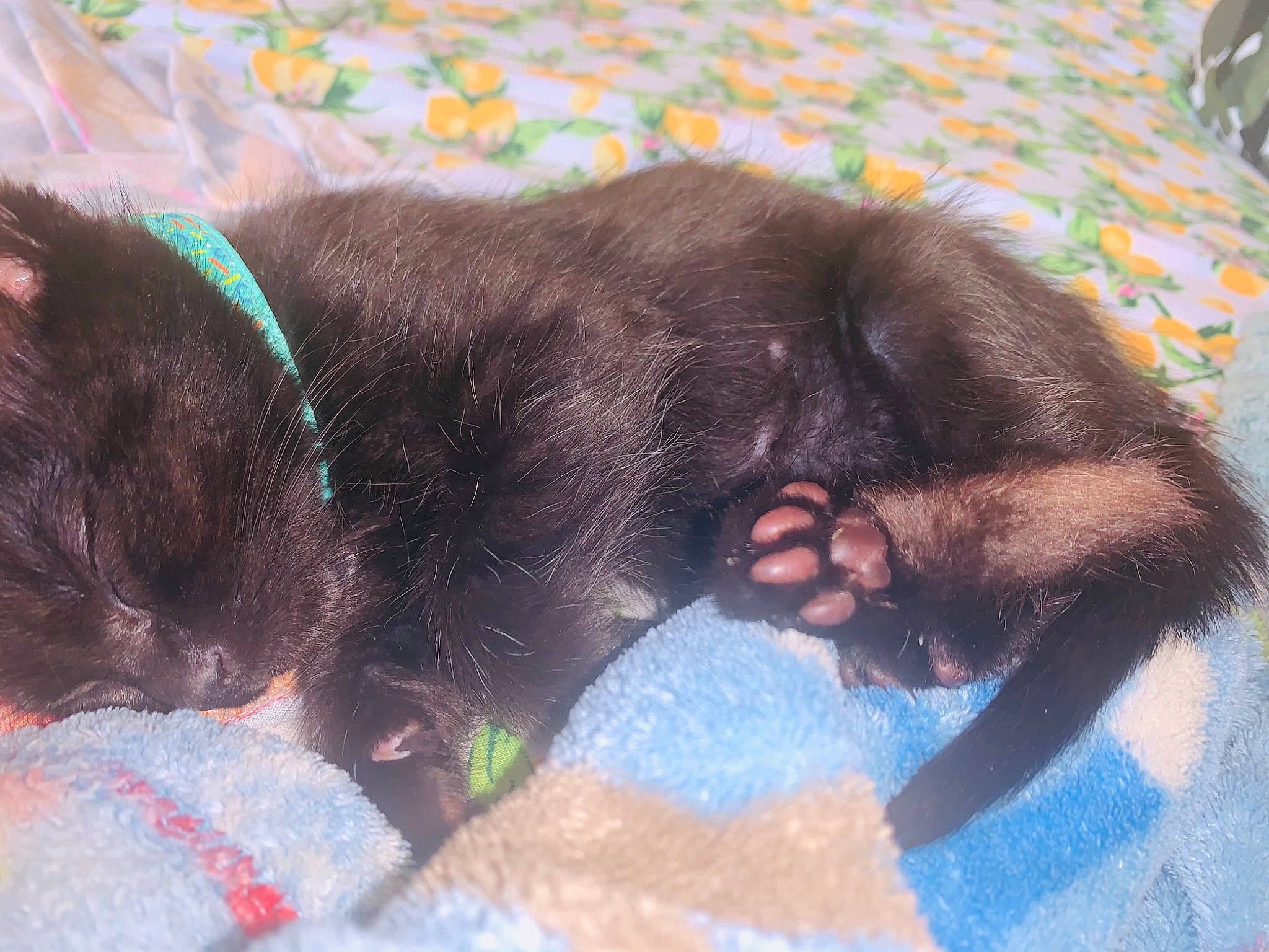 Gómez joined the competition — help win amazing prizes! black_cat, burmese, canidae, carnivore, cat, claw, fawn, felidae, fur, kitten, korat, nap, paw, sleep, small_to_medium_sized_cats, tail, whiskers