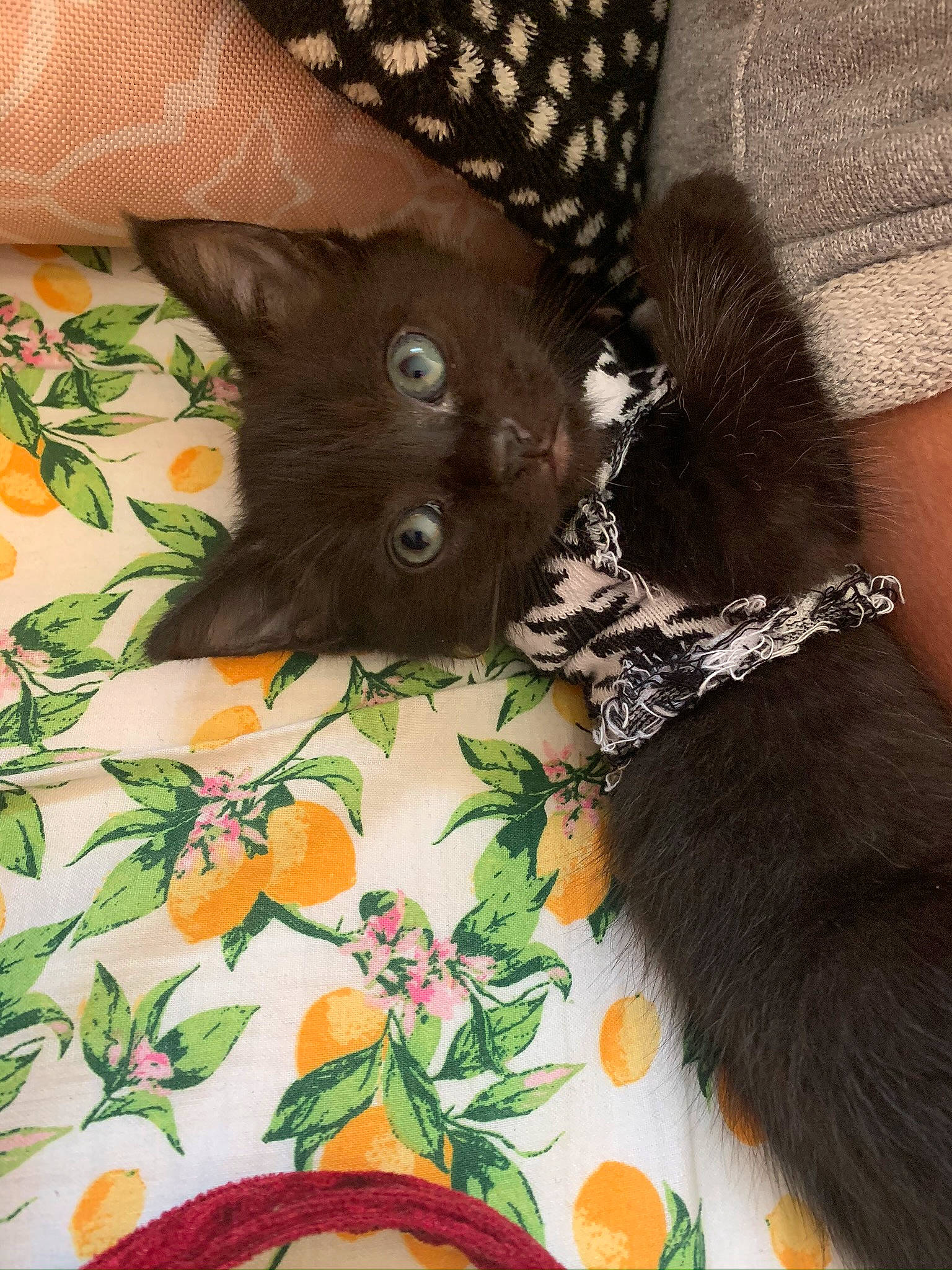 Gómez is registered to the contest to win money with this photo: asian, black_cat, bombay, carnivore, cat, ear, fawn, felidae, fur, havana_brown, kitten, small_to_medium_sized_cats, whiskers