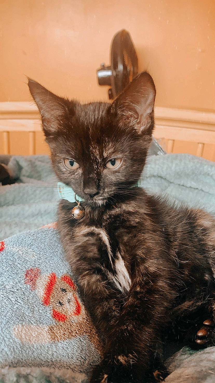 Morticia is registered to the contest to win money with this photo: asian, black_cat, burmese, carnivore, cat, domestic_short_haired_cat, felidae, german_rex, havana_brown, kitten, korat, mammal, oriental_longhair, russian_blue, small_to_medium_sized_cats, vertebrate, whiskers