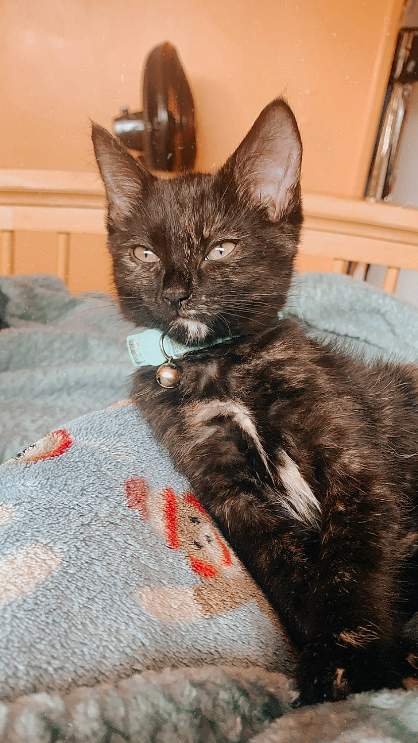 Morticia joined the competition — help win amazing prizes! asian, black_cat, carnivore, cat, domestic_short_haired_cat, ear, european_shorthair, felidae, fur, german_rex, kitten, mammal, ojos_azules, small_to_medium_sized_cats, vertebrate, whiskers