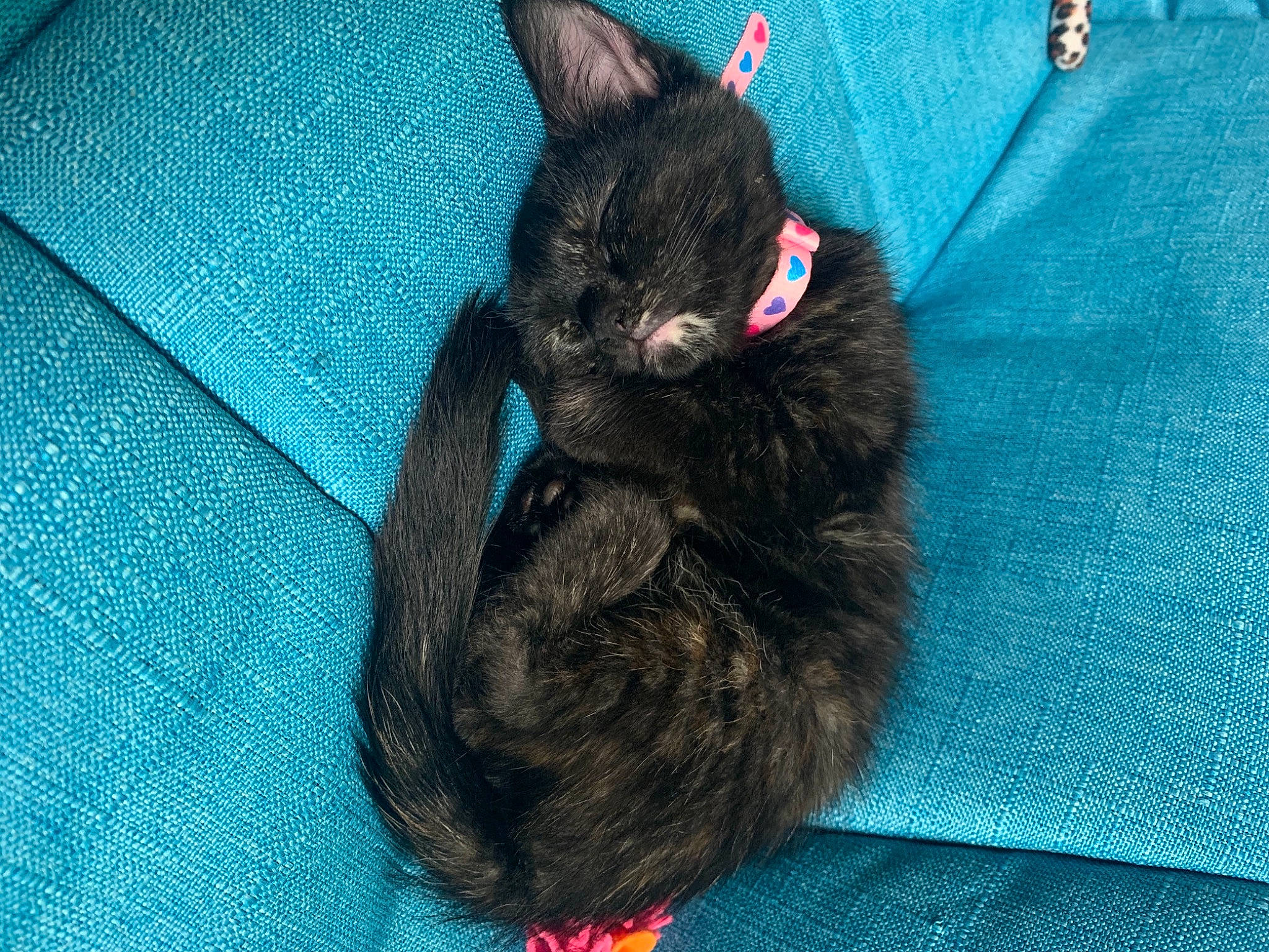 Morticia joined the competition — help win amazing prizes! black_cat, carnivore, cat, domestic_rabbit, felidae, fur, german_rex, kitten, mammal, rabbit, rabbits_and_hares, small_to_medium_sized_cats, tail, vertebrate, whiskers